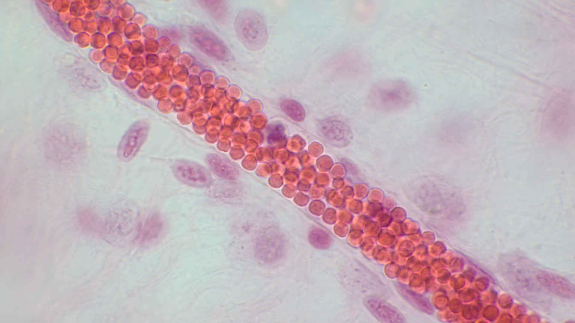 Red blood cells in a capillary