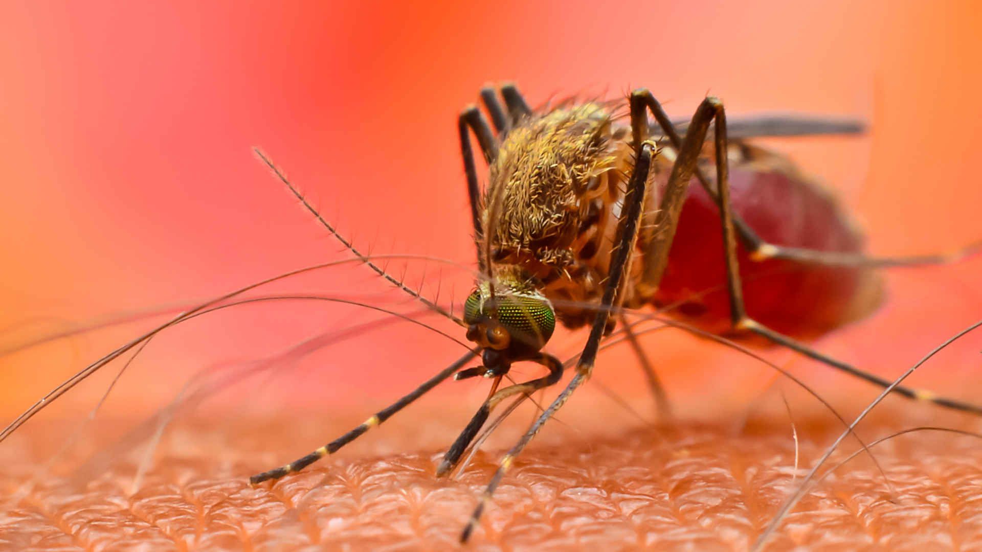 Mosquito feeding on human skin