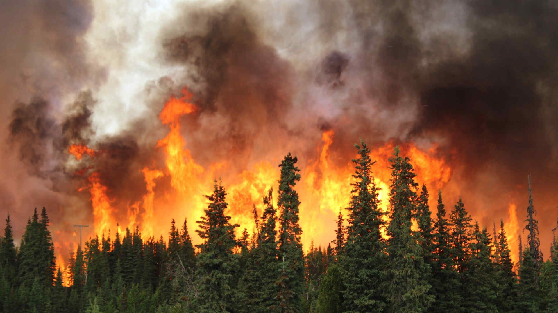 Forest wildfire with bellowing smoke and flames